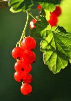 Ribes rubrum - Смородина красная