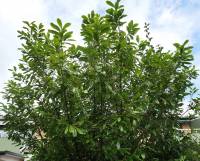 Prunus laurocerasus - Лавровишня лекарственная