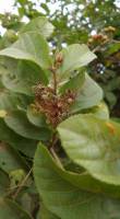 Grewia carpinifolia