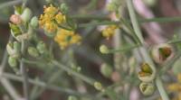 Ephedra ciliata - Хвойник ресничатый, Хвойник кокандский, Эфедра кокандская