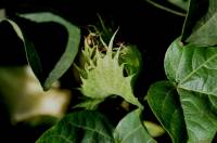 Gossypium hirsutum - Хлопчатник жёстковолосистый, Хлопчатник обыкновенный