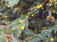 Acacia glaucoptera - Акация сизокрылая