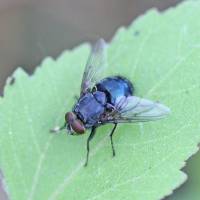 Calliphora vomitoria - Черноголовая синяя мясная муха