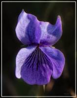 Violaceae - Фиалковые