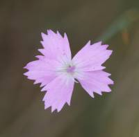 Dianthus pallidiflorus - Гвоздика бледноцветковая