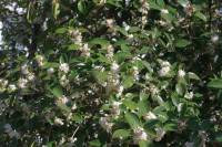 Ligustrum vulgare - Бирючина обыкновенная