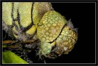 Aeshna affinis - Коромысло зеленобокое