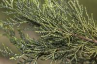 Juniperus excelsa - Можжевельник высокий