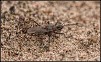 Hemiptera - Heteroptera - Клопы