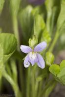 Viola mirabilis - Фиалка удивительная