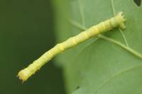 Ennomos quercinaria - Пяденица угловатая дубовая