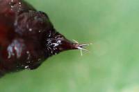 Isturgia arenacearia - Пяденица луговая жёлтая