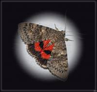 Noctuidae unidentified - Совки
