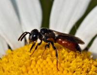 Sphecodes - Осовидные пчёлы