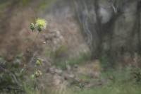 Centaurea orientalis - Василёк восточный