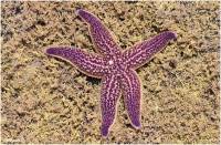 Asterias amurensis - Амурская морская звезда