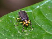 Chrysomelidae - Galerucinae - Козявки