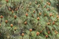 Pinus canariensis - Сосна канарская