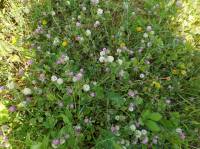 Trifolium tomentosum - Клевер войлочный, Амория войлочная