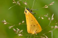 Setina irrorella - Лишайница молевидная желтая