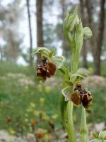 Ophrys umbilicata - Офрис пупочная