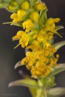 Odontites luteus subsp. luteus - Ортантелла жёлтая, Зубчатка жёлтая