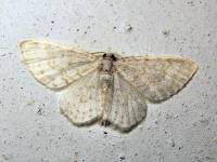 Asthena albulata - Ларенция погремковая