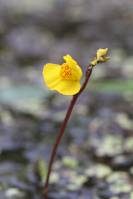 Utricularia australis - Пузырчатка южная