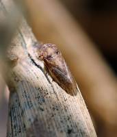 Cicadellidae - Цикадки