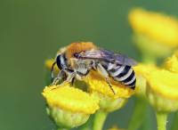 Colletidae - Пчелы примитивные (Коллетиды, Коллеты)