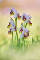 Ophrys tenthredinifera - Офрис пилильщиконосная