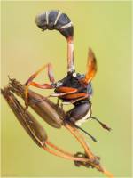Conopidae - Большеголовки