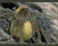 Dolomedes plantarius - Большой сплавной паук