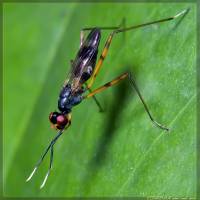 Micropezidae - Ходуленожки