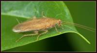 Blattodea - Таракановые