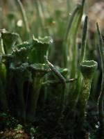 Cladonia fimbriata - Кладония бахромчатая