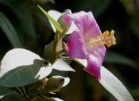 Lagunaria patersonia - Лагунария Патерсона