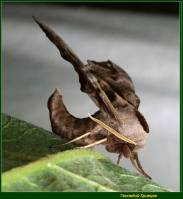 Smerinthus ocellatus - Бражник глазчатый