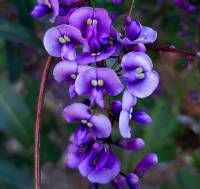 Hardenbergia violacea - Гарденбергия фиолетовая