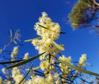 Acacia suaveolens - Sweet wattle, Sweet acacia