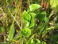 Parnassia palustris - Белозор болотный