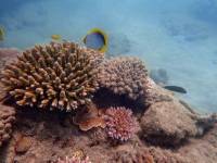Anthozoa (Cnidaria) - Коралловые полипы