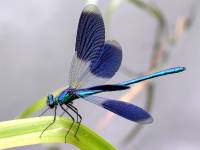 Calopteryx splendens - Красотка блестящая