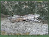 Cucullia umbratica - Капюшонница серая
