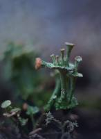 Cladonia degenerans - Кладония вырождающаяся