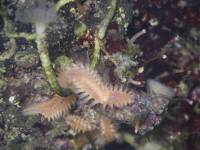Polychaeta (Annelida) - Многощетинковые черви, или полихеты