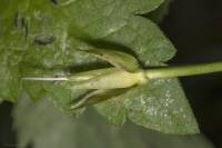 Calystegia sepium - Повой заборный