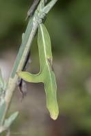Lactuca viminea - Скариола прутовидная, Латук прутовидный