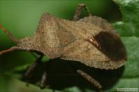 Coreidae - Краевики