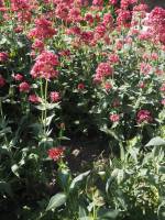 Centranthus ruber - Кентрантус красный, Валериана красная